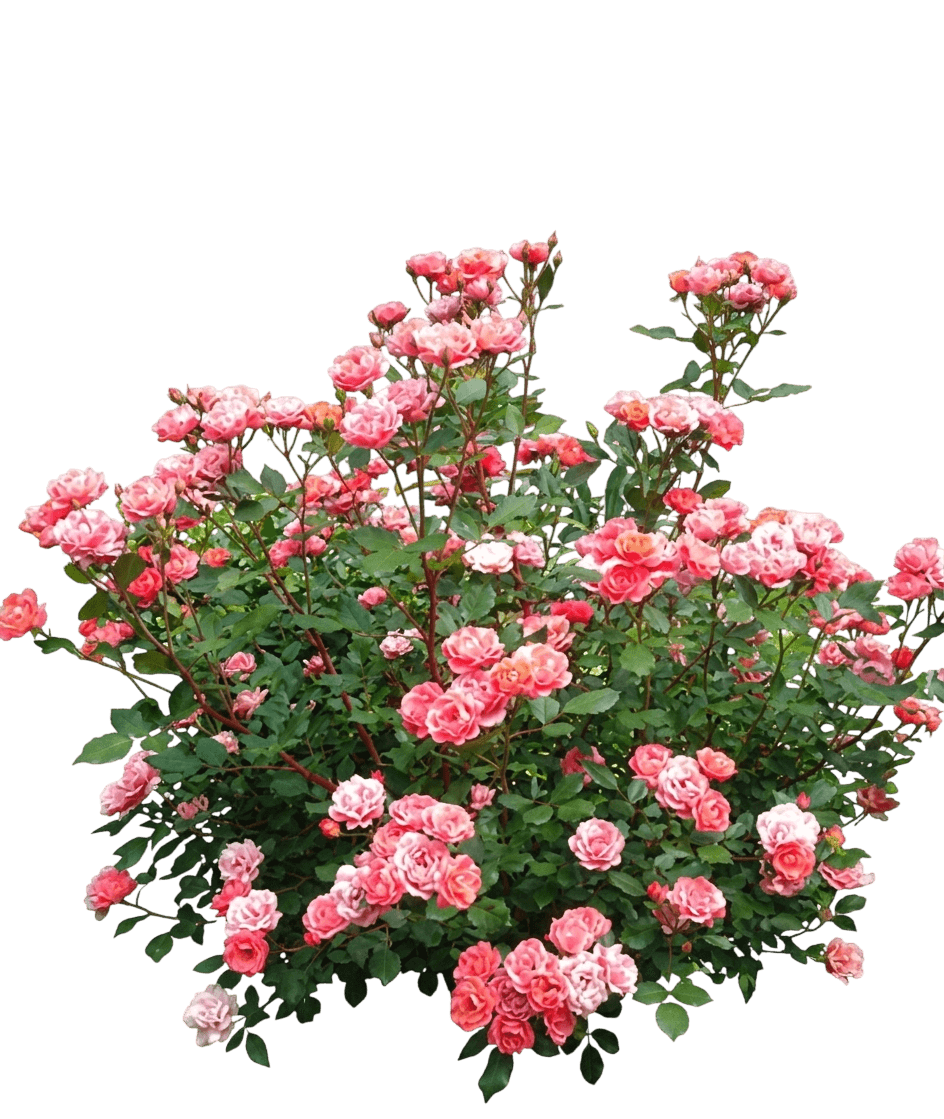 Rose, Carefree Celebration (Rosa Carefree Celebration) - Ground Layers