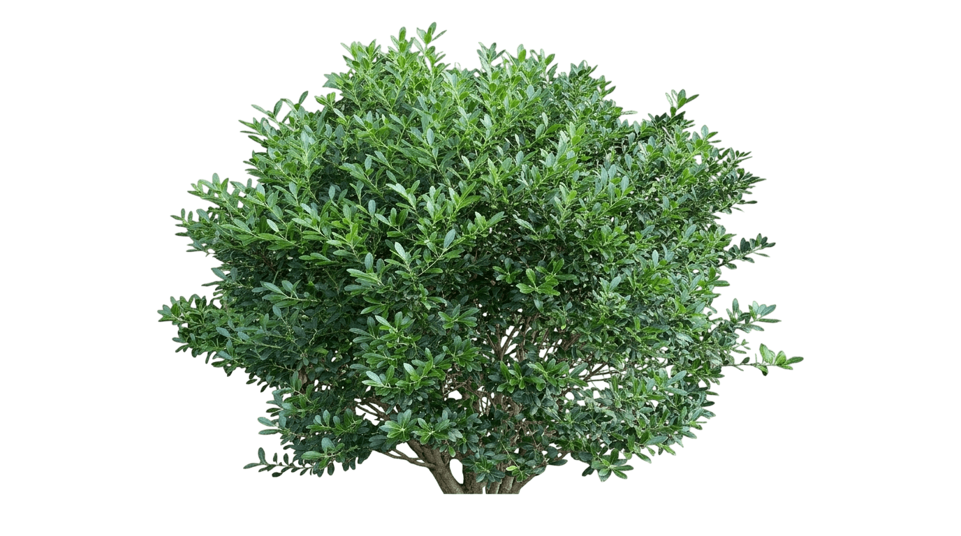 Forever Emerald Inkberry (Ilex Glabra 'Peggy’S Cove') - Ground Layers
