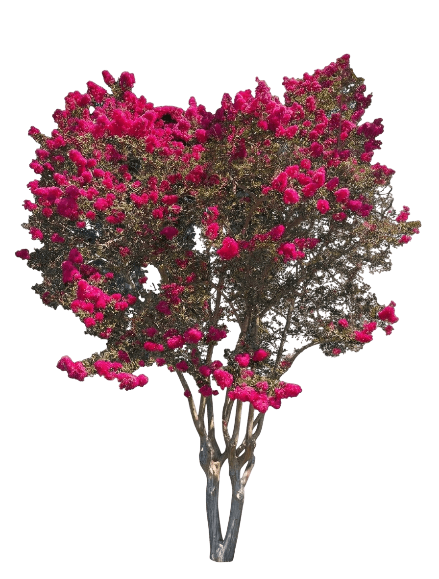 Summerlasting Plum Crape Myrtle (Lagerstroemia Indica 'Hoch1065') - Ground Layers