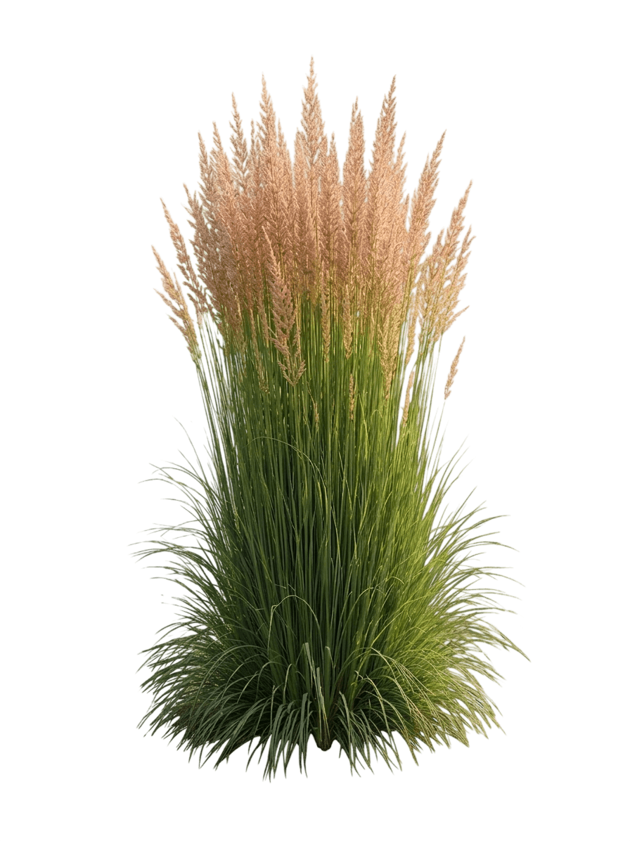 Lightning Strike® Feather Reed Grass (Calamagrostis X Acutiflora Var. X Acutiflora 'Lightning Strike') - Grasses