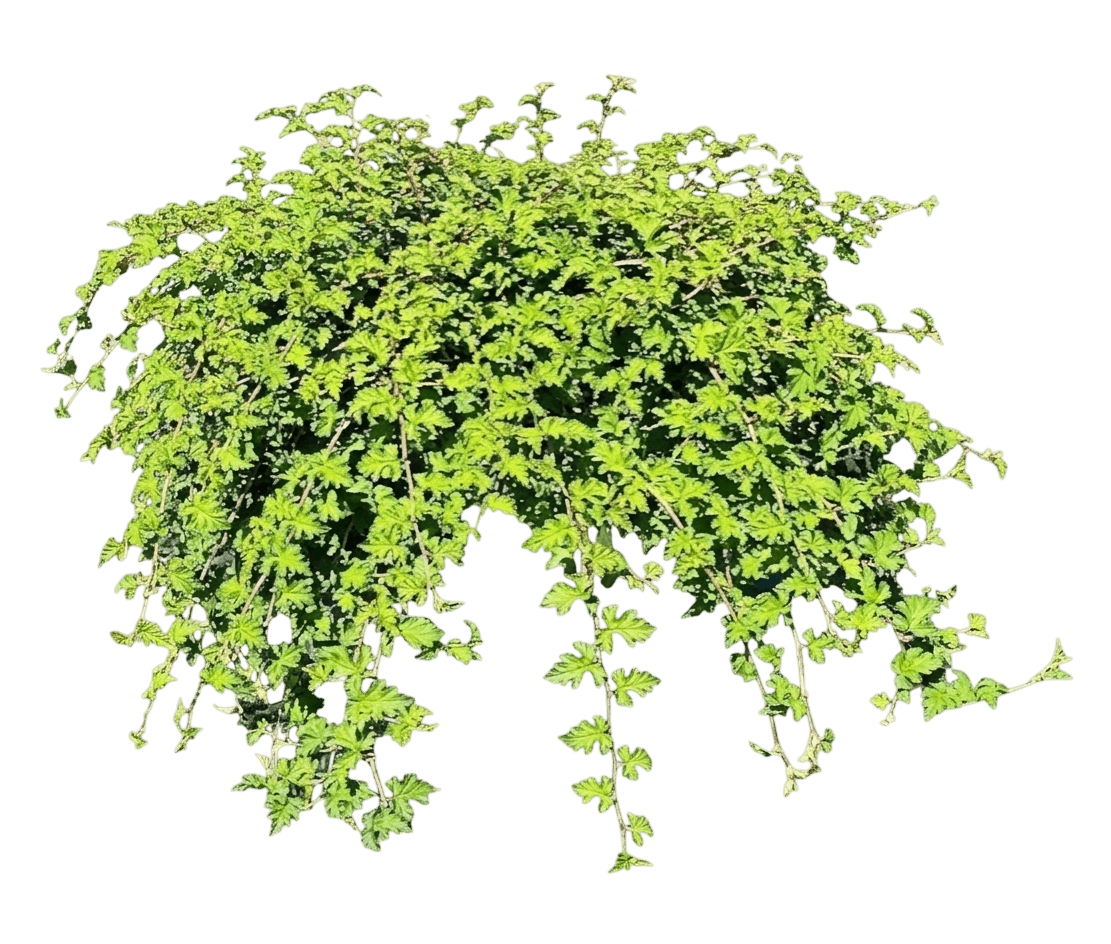 Crispa cutleaf stephanandra (Neillia Incisa 'Crispa') - Ground Layers