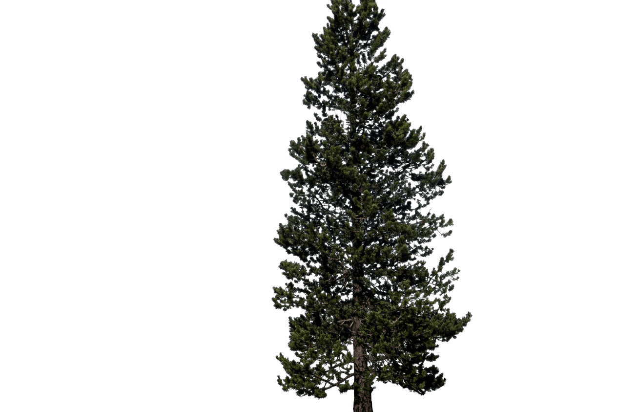 Lodgepole Pine (Pinus Contorta Subsp. Latifolia) - Evergreen Trees