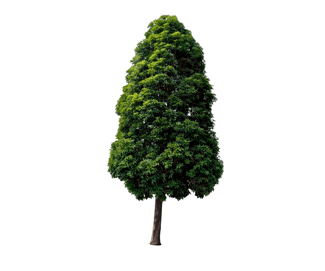 Brush Box (Lophostemon Confertus 'Brush Box') - Evergreen Trees