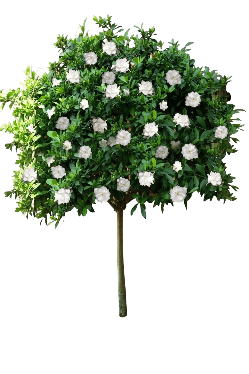 Frost Proof Gardenia (Gardenia Jasminoides Var. Jasminoides 'Frostproof') - Shrubs