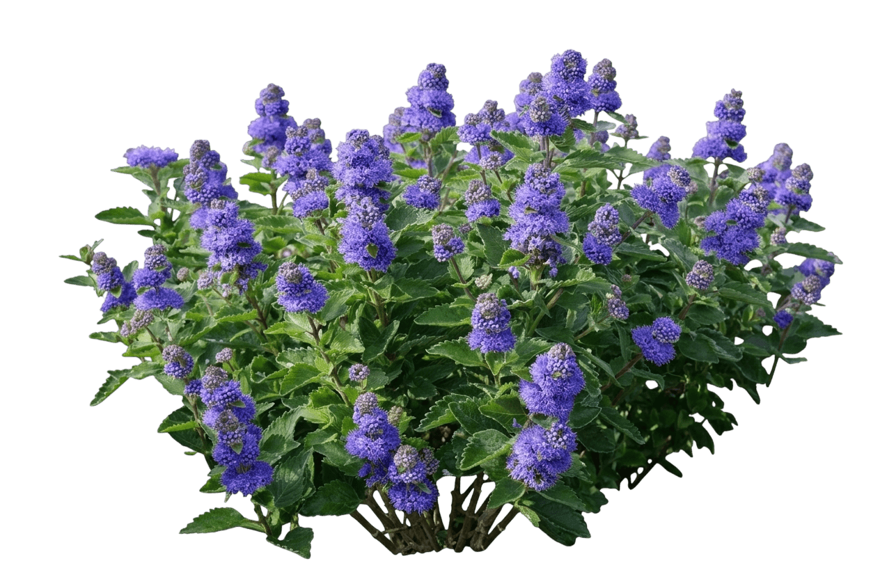 Pavilion Blue Bluebeard (Caryopteris Incana 'Pavilion Blue') - Ground Layers