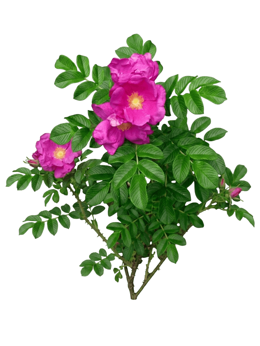 About Face Grandiflora Rose (Rosa 'Wekosupalz') - Ground Layers