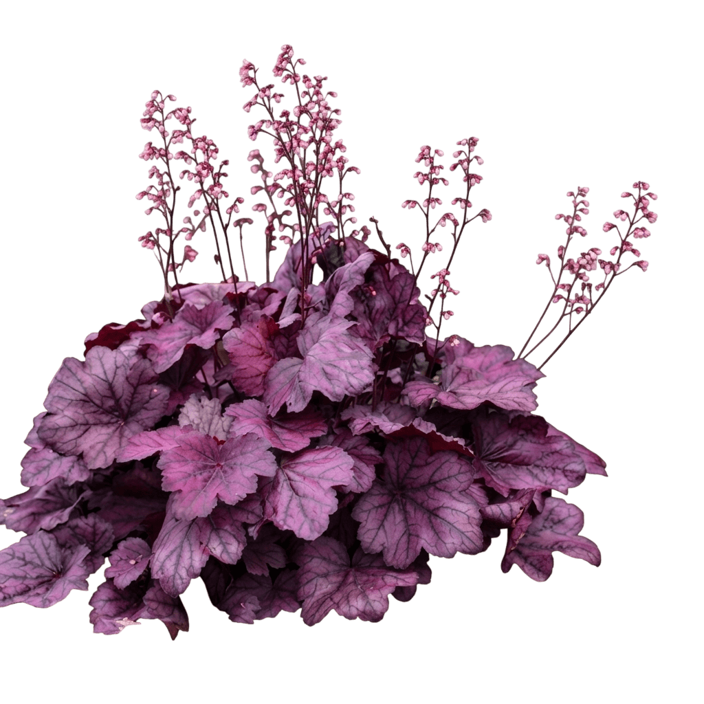 Wild Rose Coral Bells (Primo Series) (Heuchera Primo 'Wild Rose') - Perennials