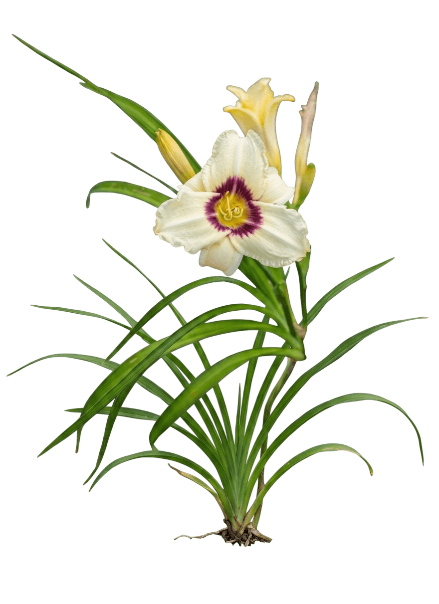 White With Purple Daylily 'Pandora' (Hemerocallis S Box 'Pandora') - Perennials