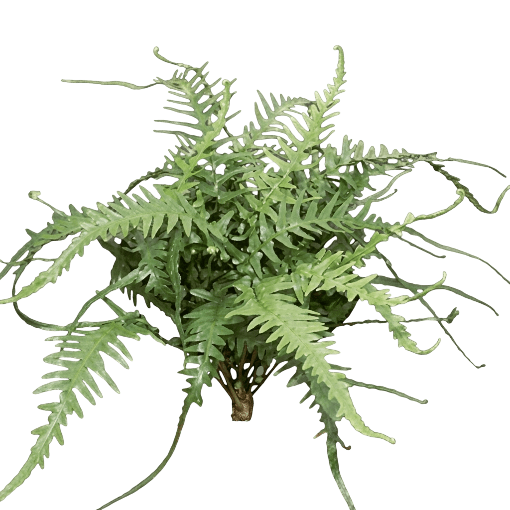 Dragontail Fern (Asplenium X Ebenoides Var. X Ebenoides) - Perennials