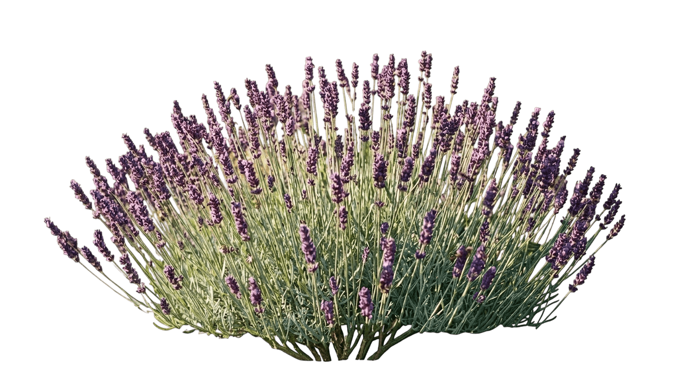 Anouk Burgundy Spanish Lavender (Lavandula Stoechas 'Anouk Deluxe 202001') - Perennials