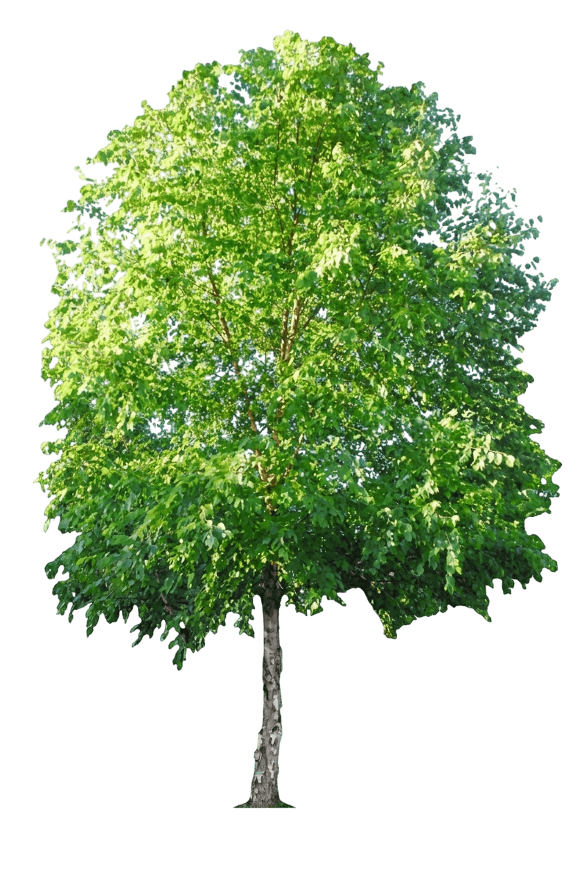 Heritage® River Birch (Betula Nigra Var. Nigra 'Cully') - Shade Trees