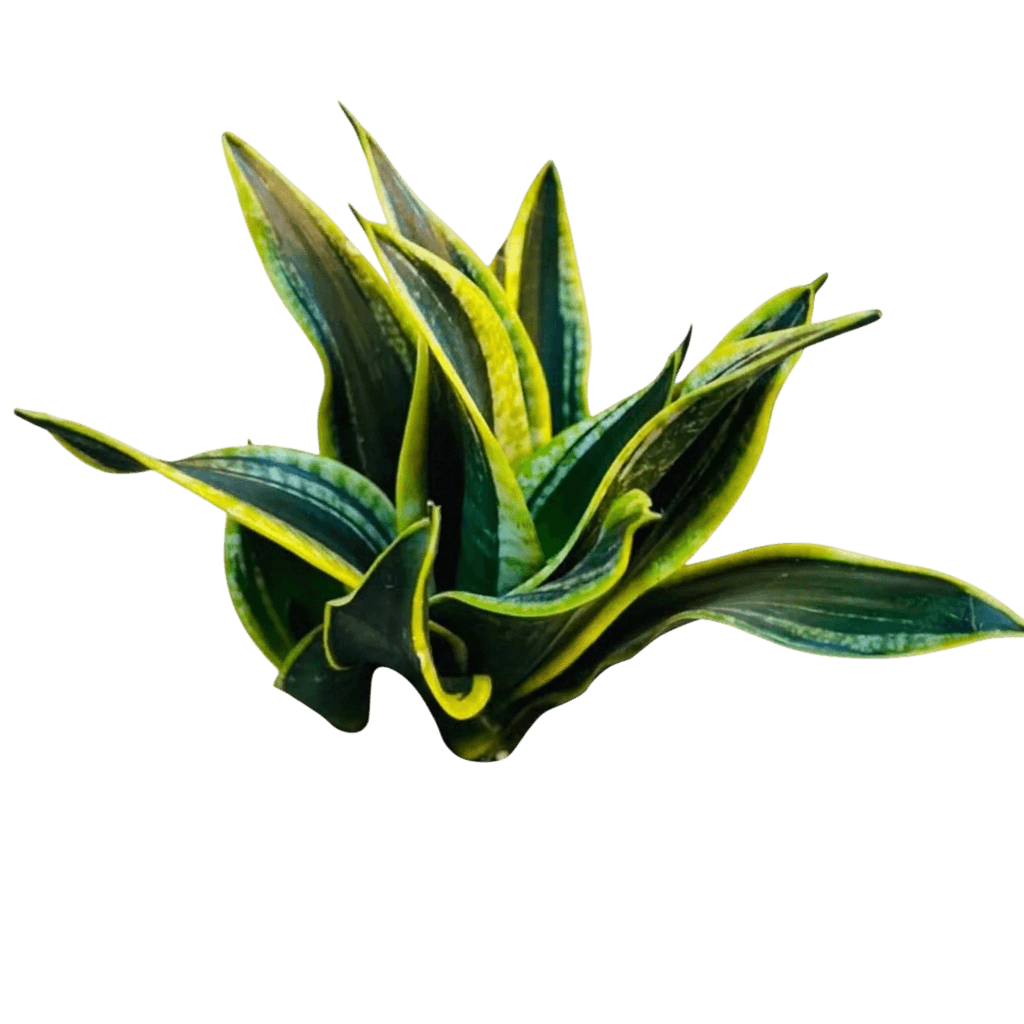 Black Gold Superba Snake Plant (Dracaena Trifasciata 'Black Gold Superba') - Indoor Plants
