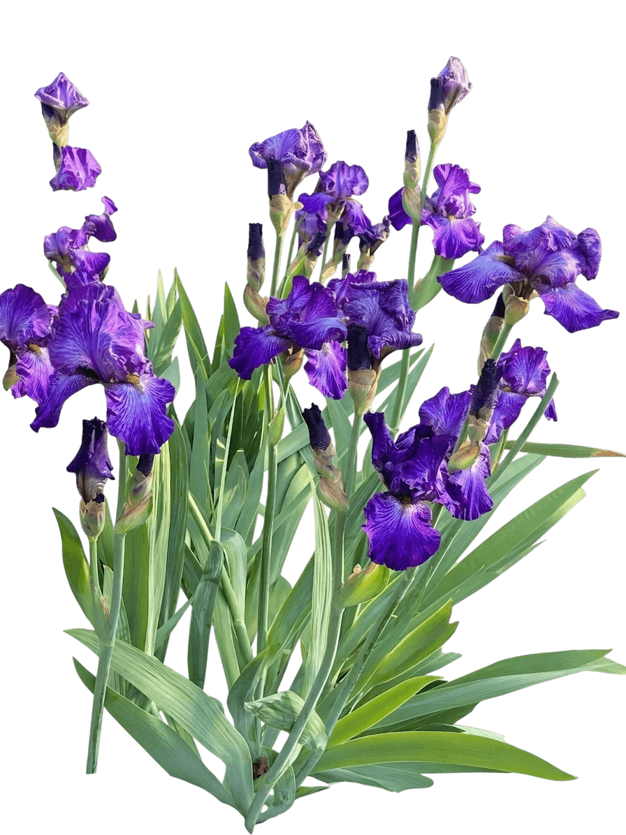 Pleasant Peasant Tall Bearded Iris (Iris Germanica Var. Germanica 'Pleasant Peasant') - Perennials