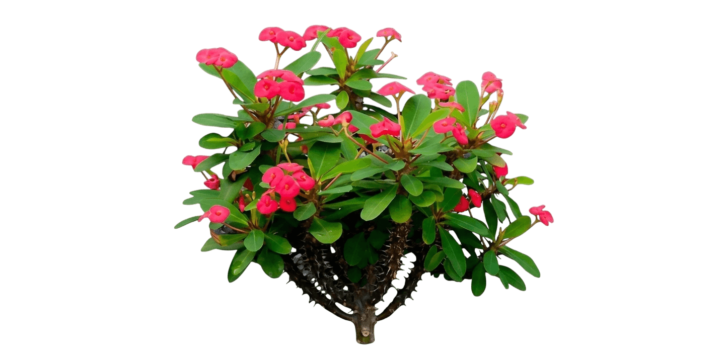 Redi-Red crown of thorns (Euphorbia Milii 'Redi-Red') - Succulents