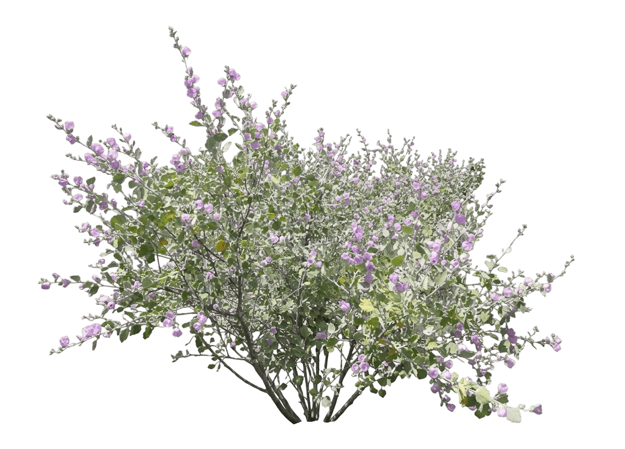 Jones bush mallow (Malacothamnus Jonesii) - Shrubs