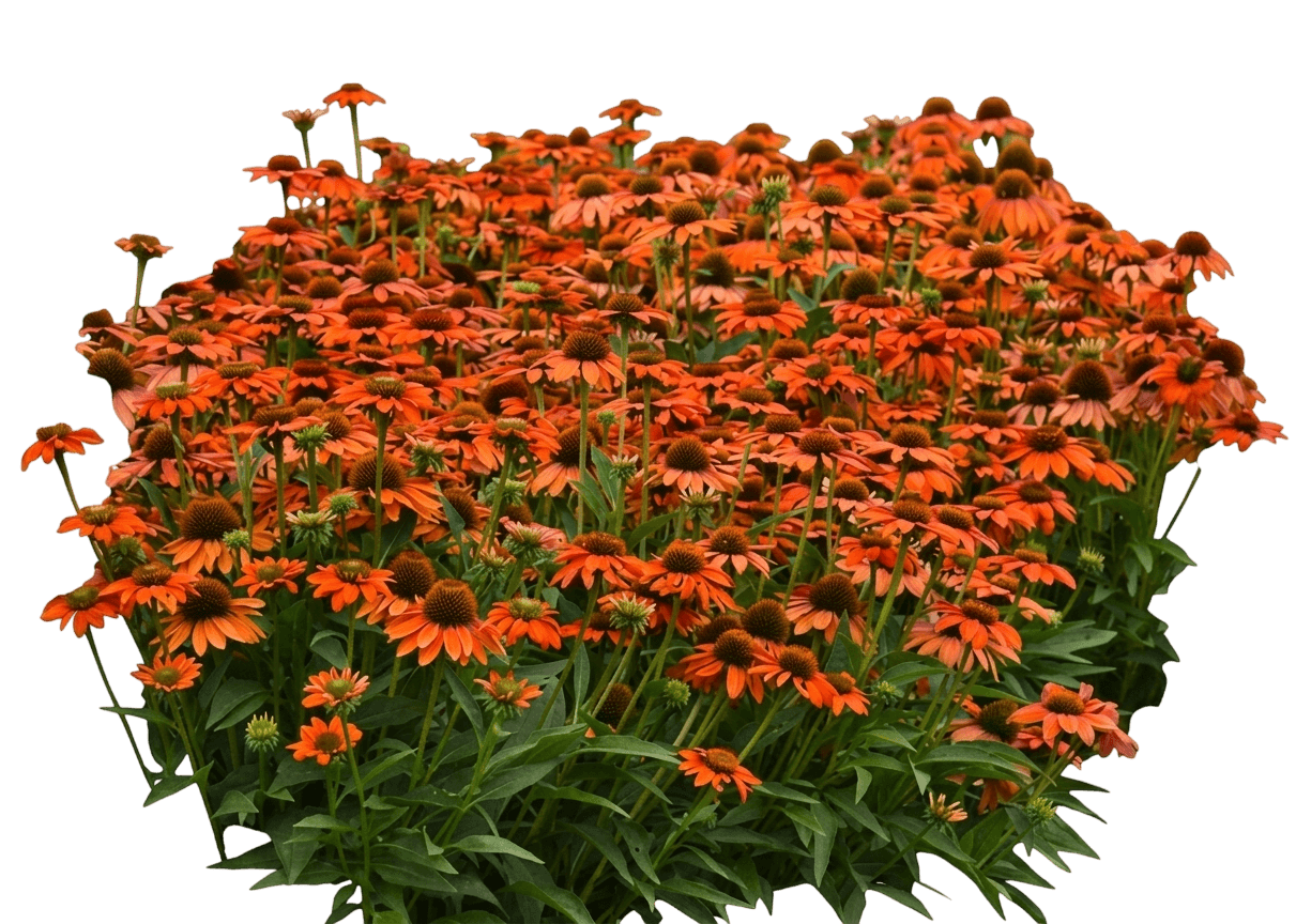 Sangrita Coneflower (Echinacea X Hybrida 'Balsomanita') - Perennials