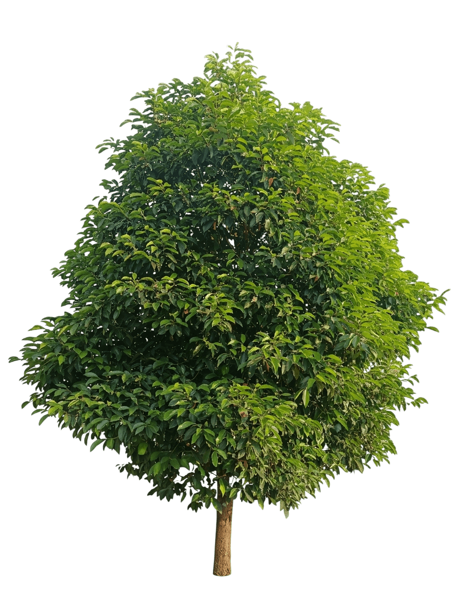 Red Coondoo (Mimusops Elengi) - Flowering Trees