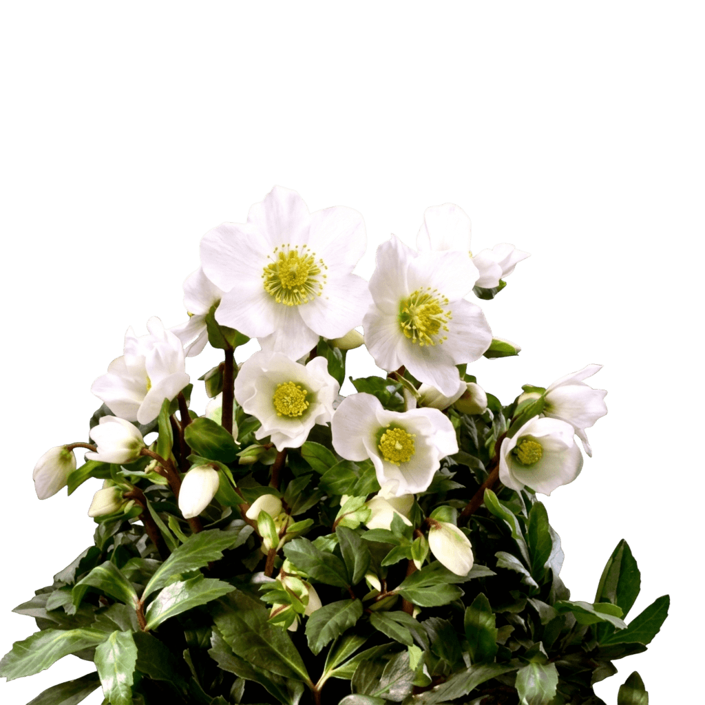 Gold Collection® Jacob Lenten Rose (Helleborus Niger Gold Collection Jacob 'Hgc Jacob') - Perennials