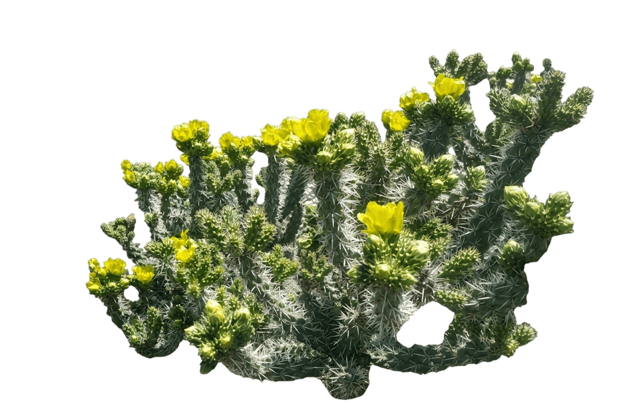 Whipple Cholla (Cylindropuntia Whipplei) - Succulents