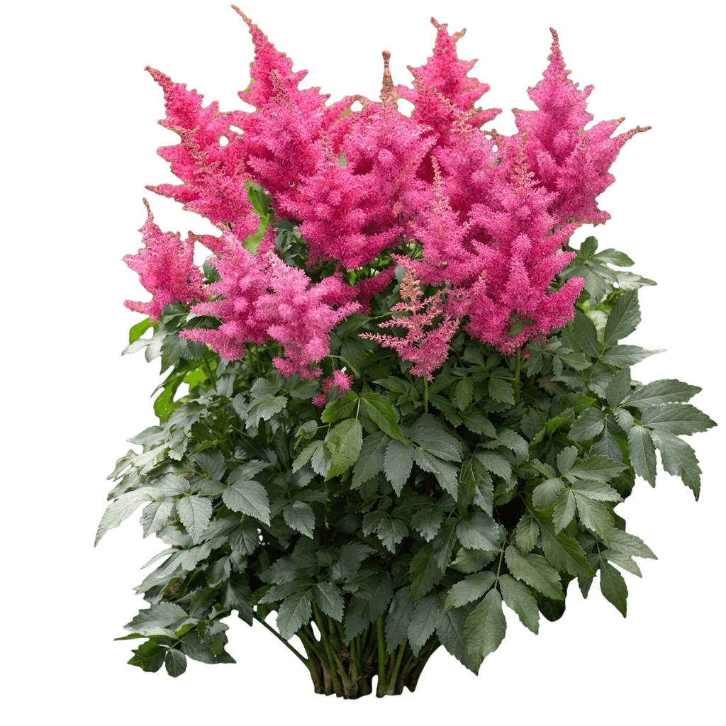 Delft Lace Astilbe (Astilbe Var. Hybrid 'Delft Lace') - Perennials