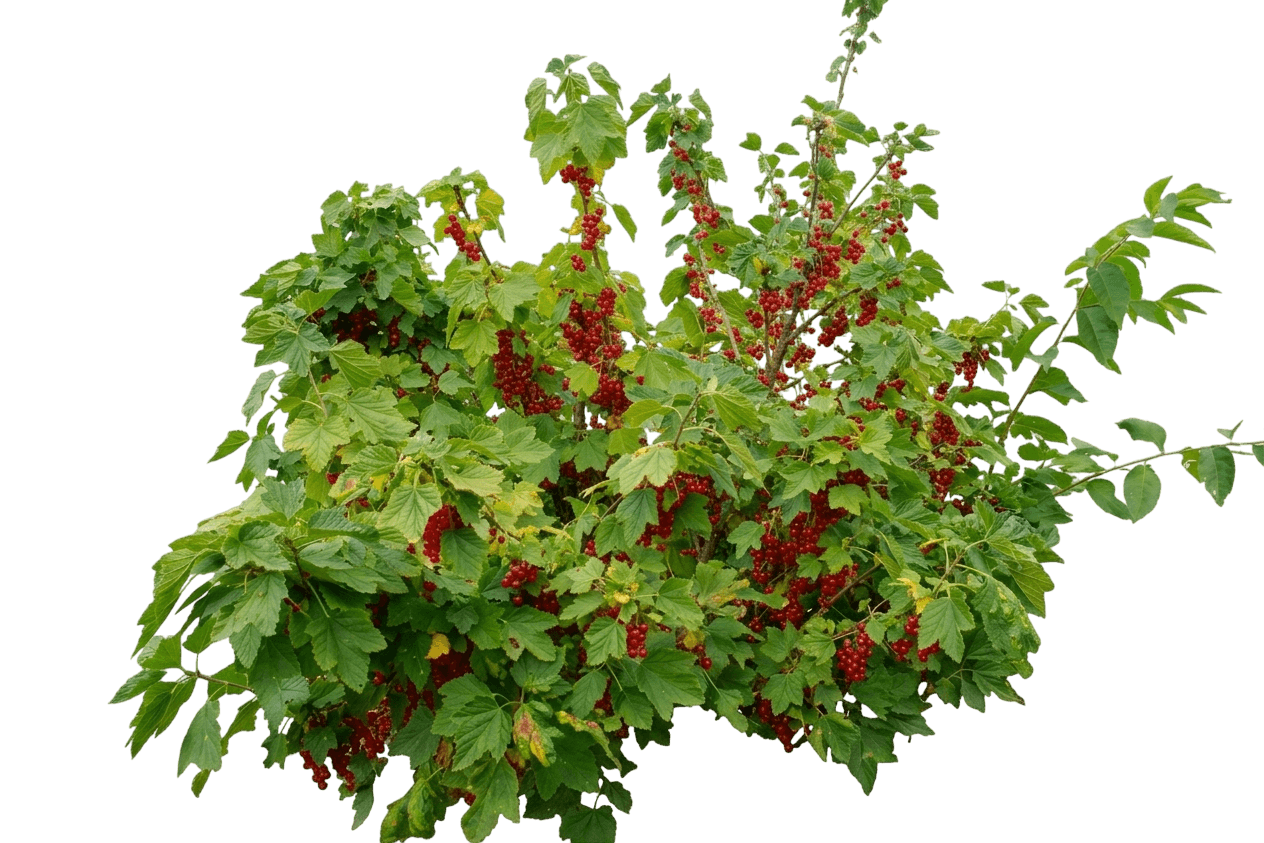 Currant, Red Lake (Ribes Rubrum 'Red Lake') - Ground Layers