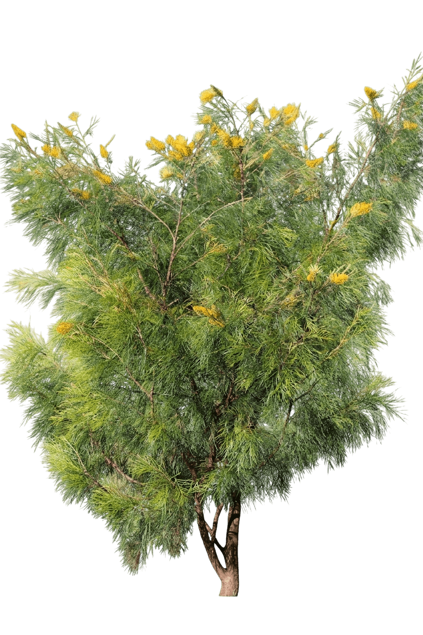 Sunshine (Grevillea Yamba 'Sunshine') - Ground Layers