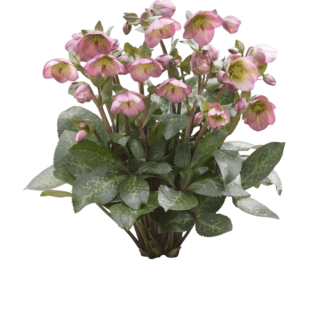 Frostkiss™ Dorothy'S Dawn® Lenten Rose (Helleborus X Pp28,010 Var. X 'Epb 29') - Perennials
