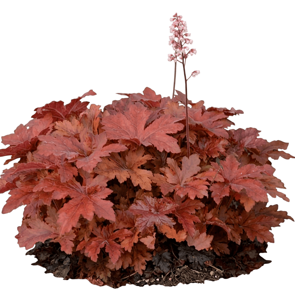Hopscotch Foamy Bells (Fun & Games Serie (Heucherella Fun And Games 'Hopscotch') - Perennials