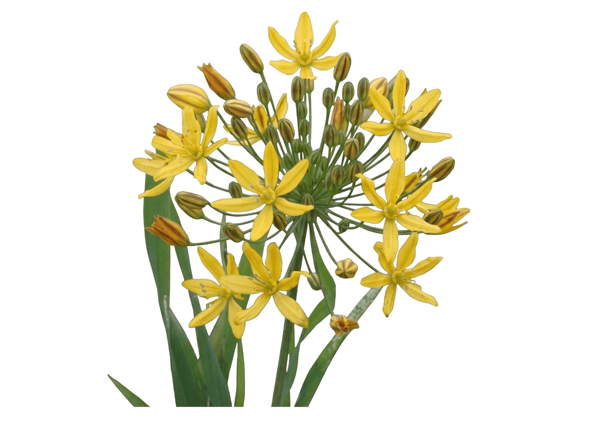 golden stars (Bloomeria Crocea) - Perennials