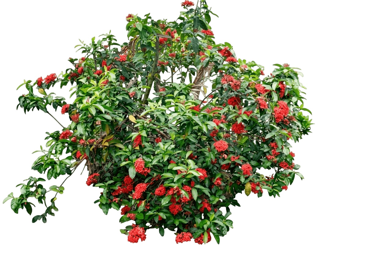 flame of the woods (Ixora 'Flame Of The Woods') - Ground-layer plants