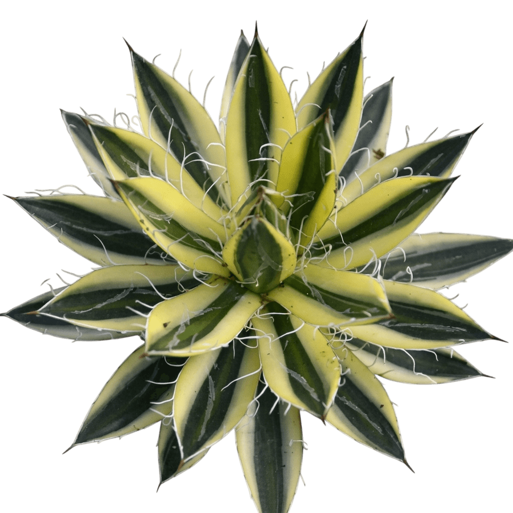 Royal Flush Agave (Agave Schidigera 'Royal Flush') - Succulents