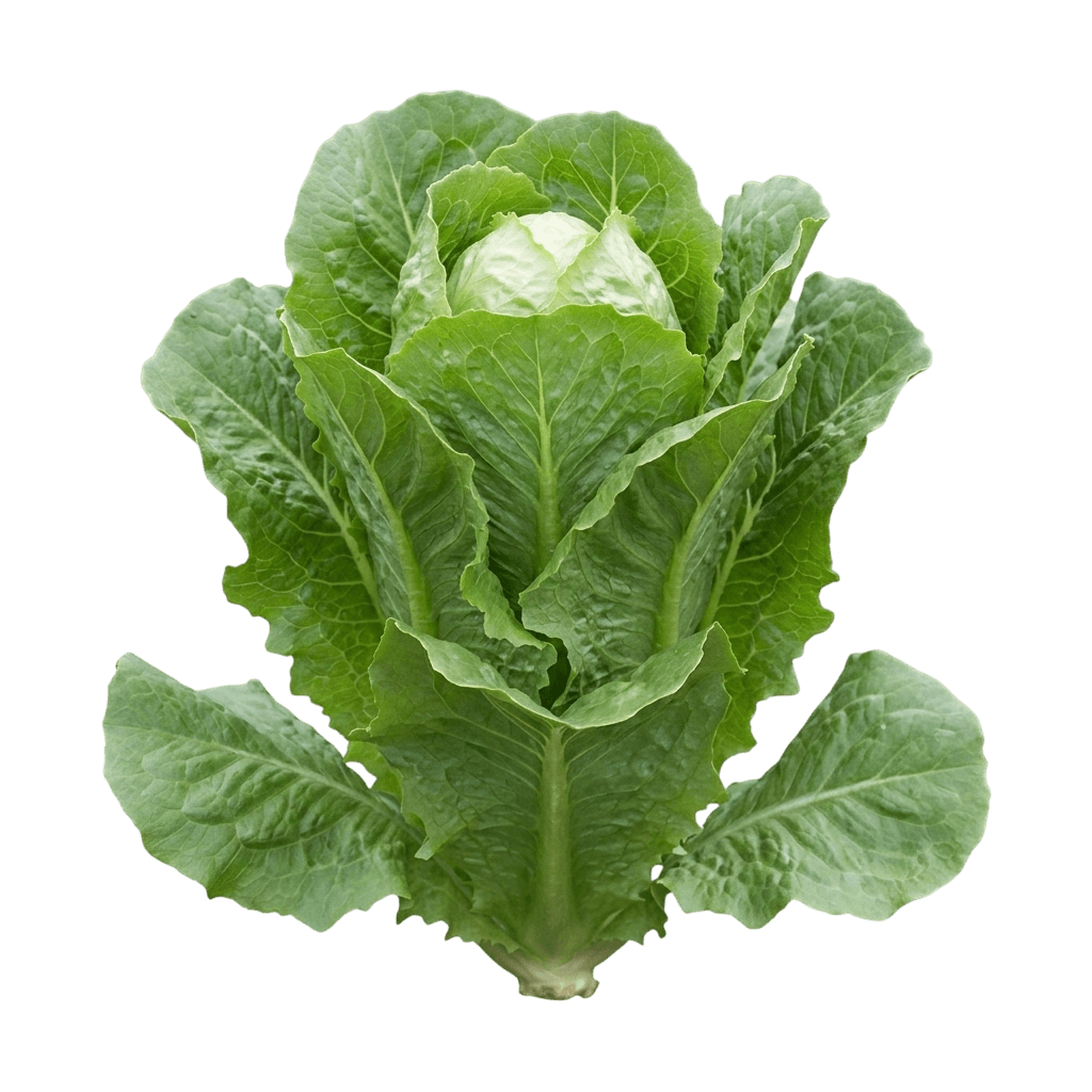Parris Island Cos Romaine Lettuce (Lactuca Sativa 'Parris Island Cos') - Perennials