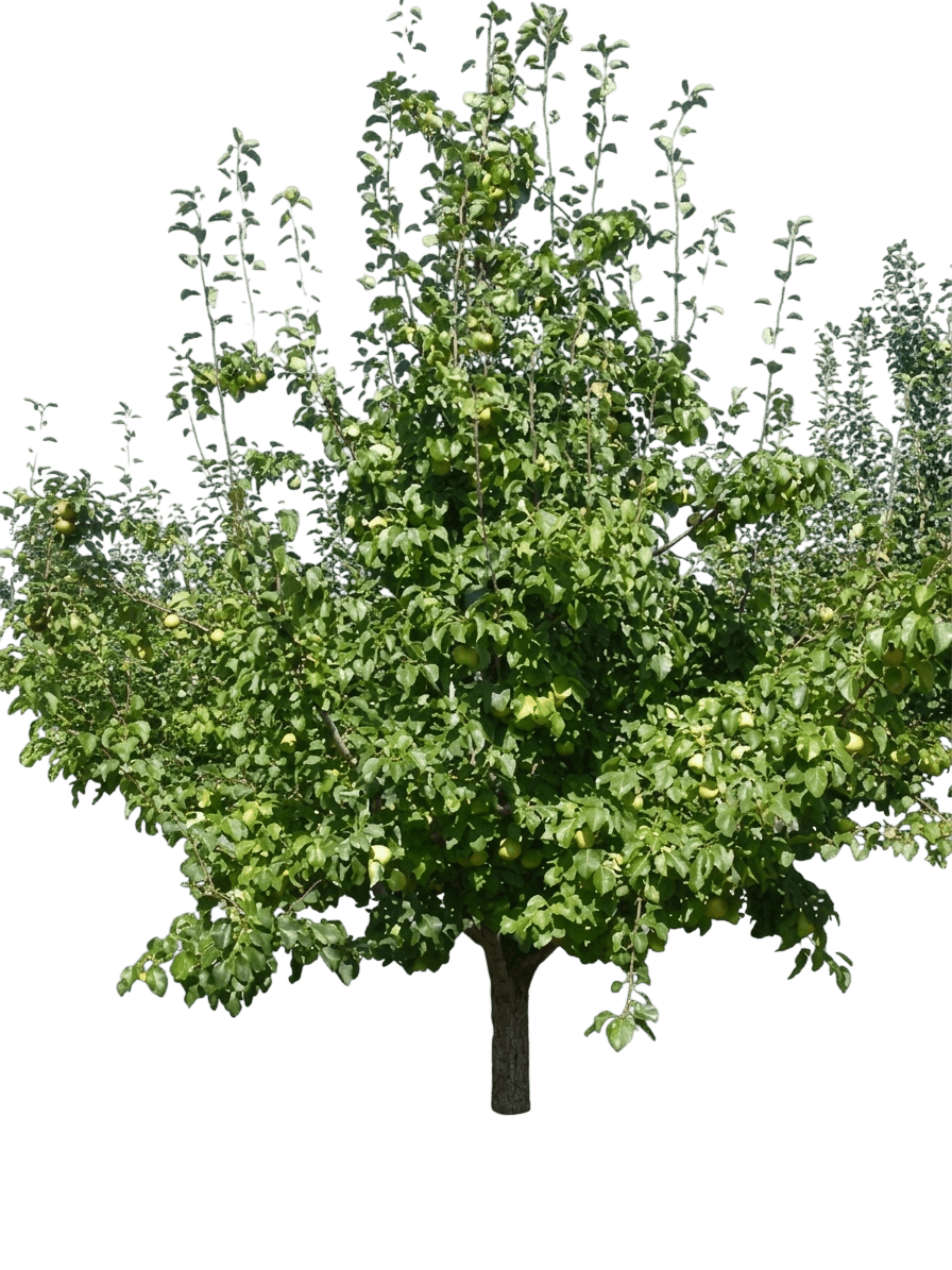 Pear, Parker *Call For Availability* (Pyrus Communis 'Parker') - Fruit Trees