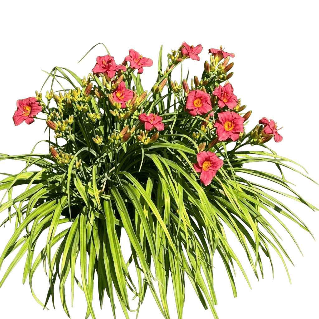 daylily, little business (Hemerocallis X 'Little Business') - Perennials