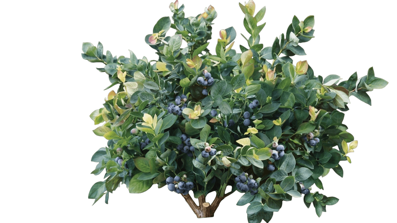 Bountiful Blue Blueberry (Vaccinium Corymbosum 'Flx-2') - Ground Layers