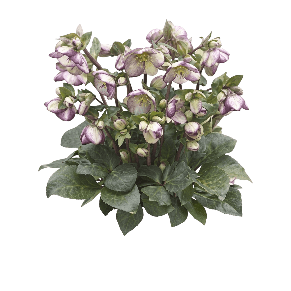 Hellebore Lenten Rose 'Epb 25' (Helleborus Frostkiss™ Glenda'S Gloss Pp28008 'Epb 25') - Perennials