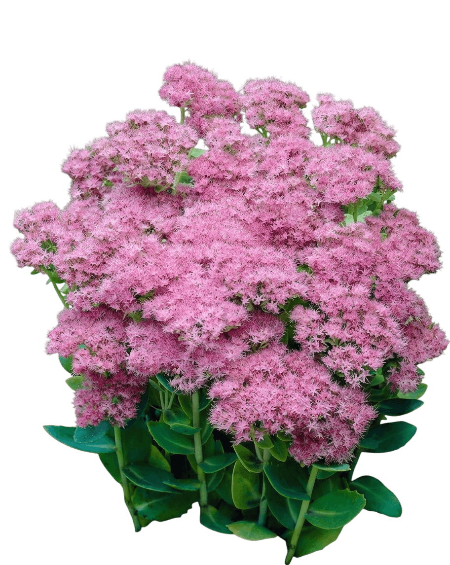 Stonecrop (Sedum Spectabile 'Brilliant') - Perennials