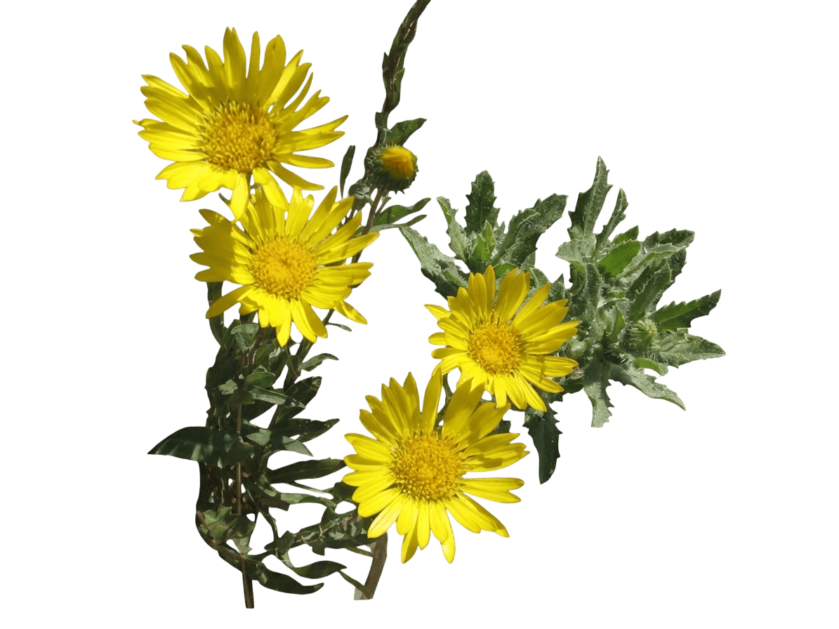 hairy gum plant (Grindelia Hirsutula) - Perennials