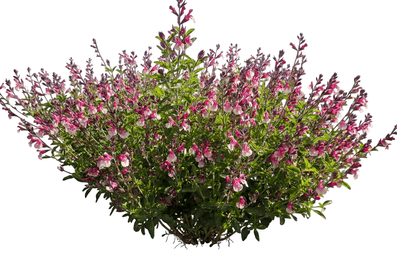 Mirage Hot Pink Autumn Sage (Salvia Greggii 'Balmirhopi') - Perennials