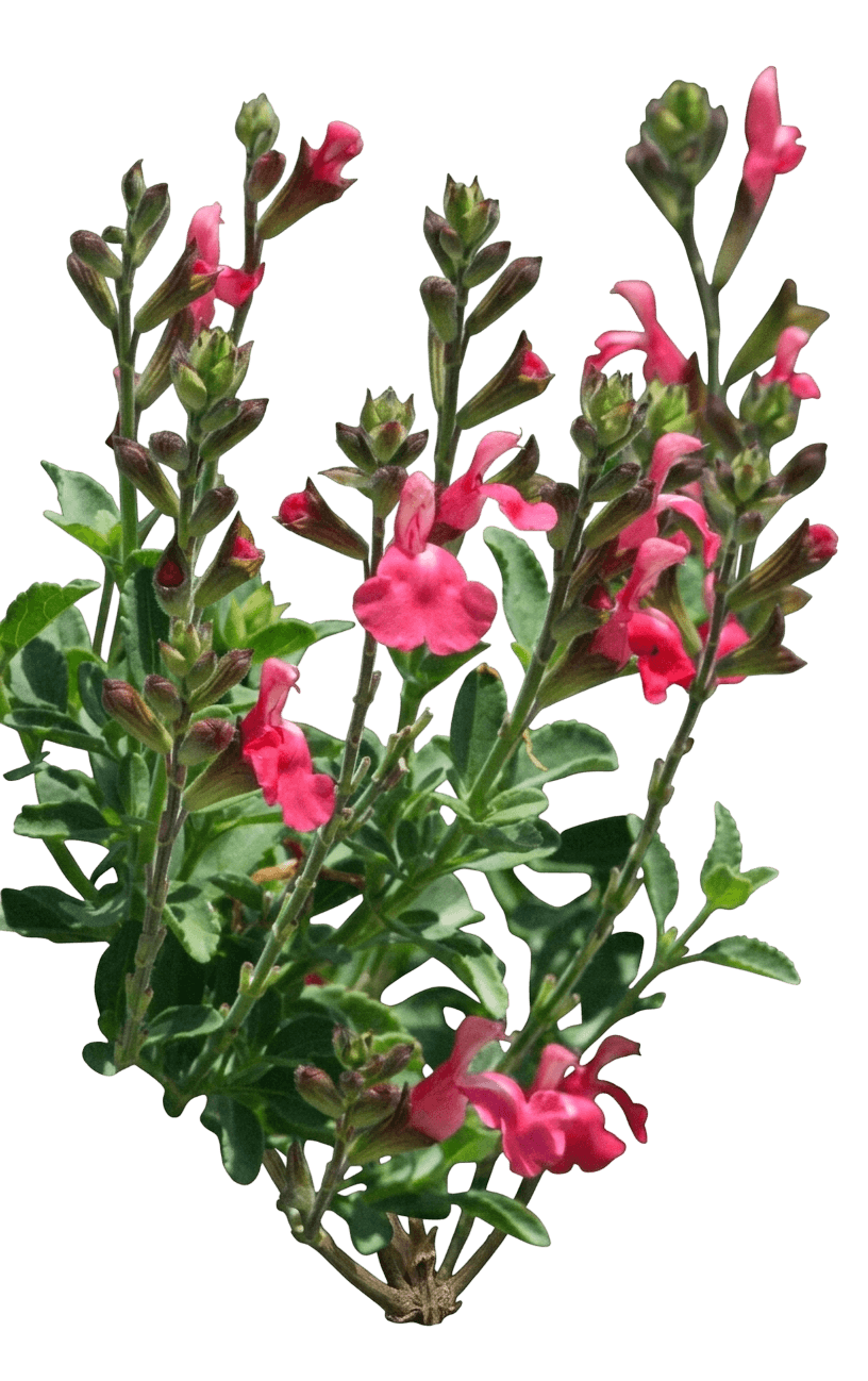 Heatwave Blast Hybrid Autumn Sage (Salvia × Jamensis 'Eggben002') - Perennials