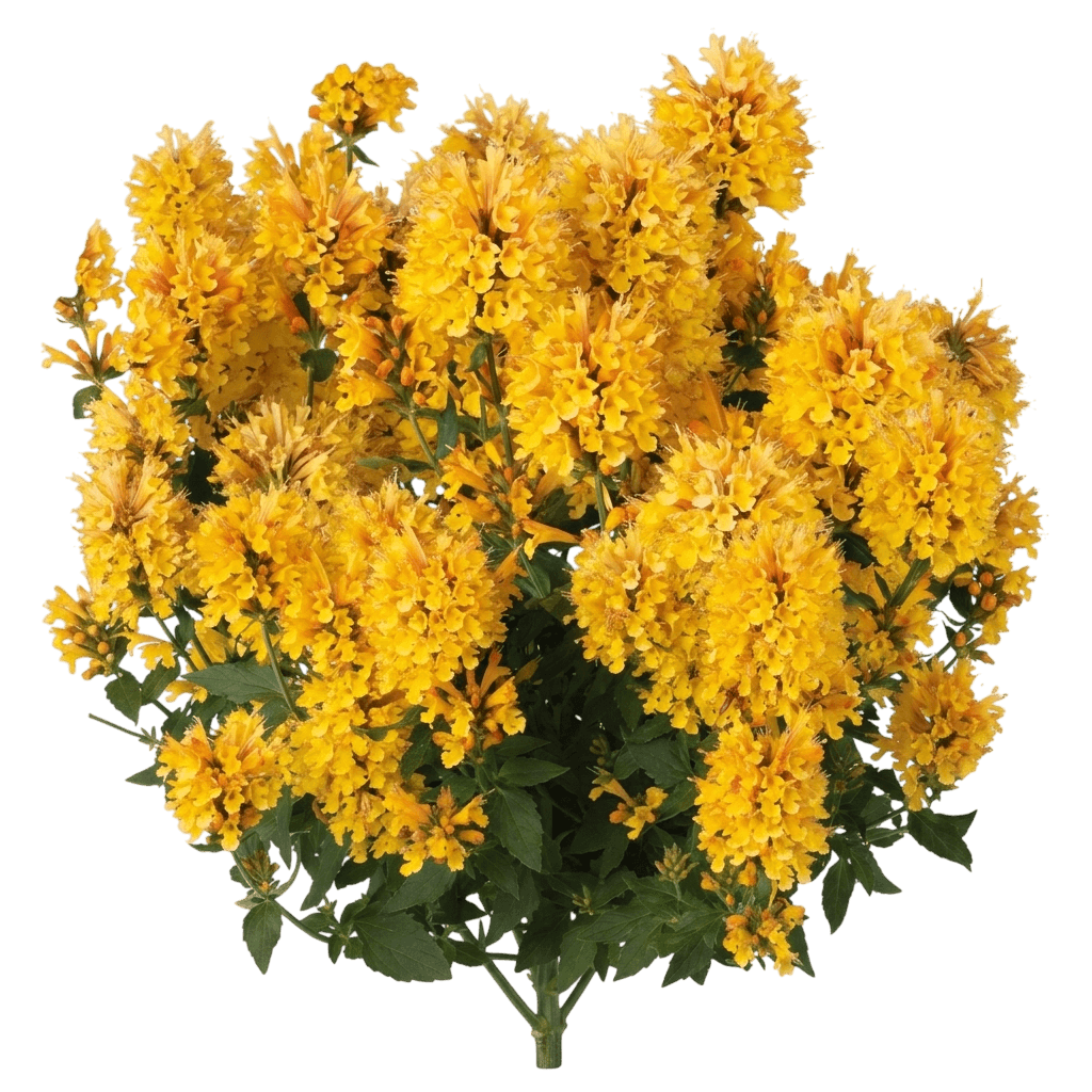 Honeysticks Gold Anise Hyssop (Agastache Hybrid 'Honeysticks Gold') - Perennials