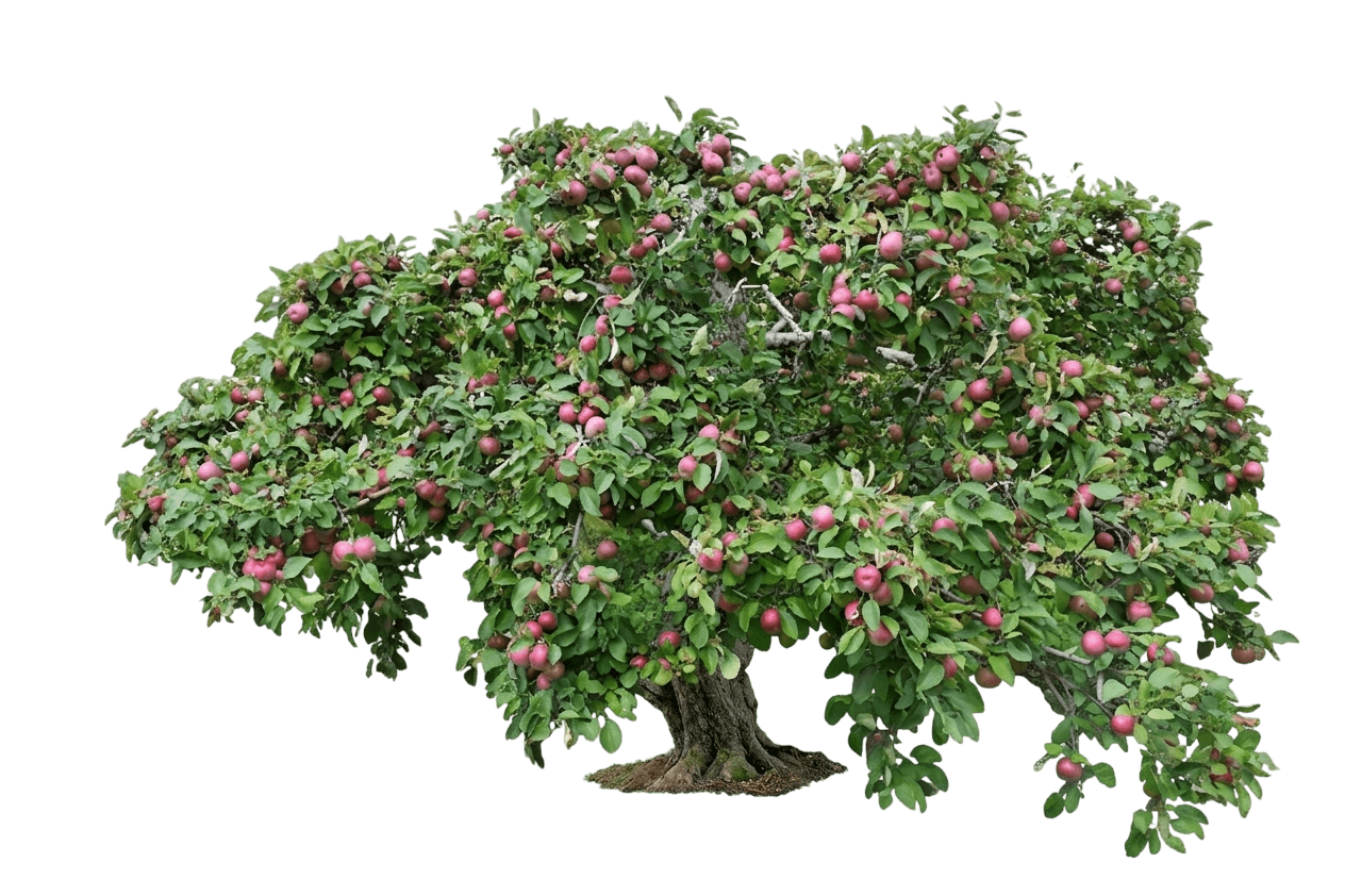 Apple, Mcintosh (Malus 'Mcintosh') - Fruit Trees