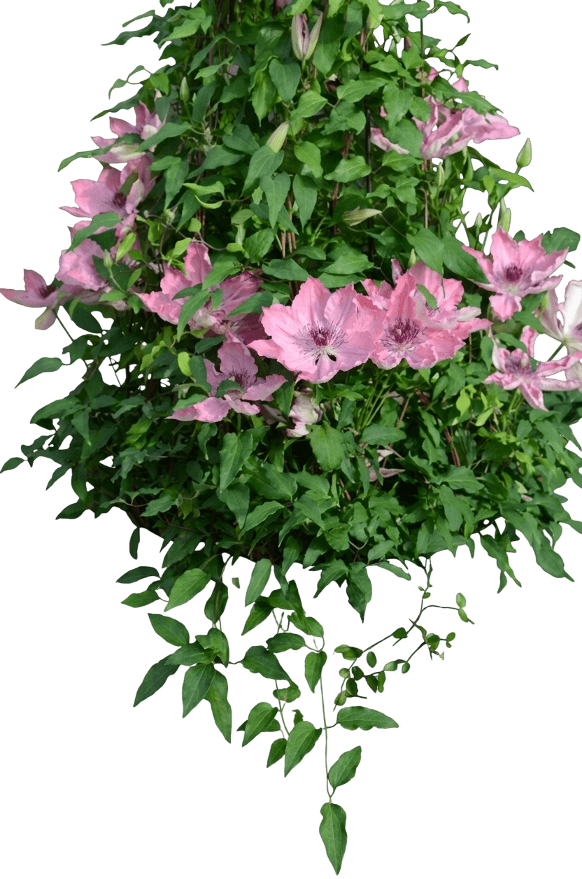 Boulevard® Sarah Elizabeth™ Clematis (Clematis Boulevard Sarah Elizabeth 'Evipo098') - Perennials