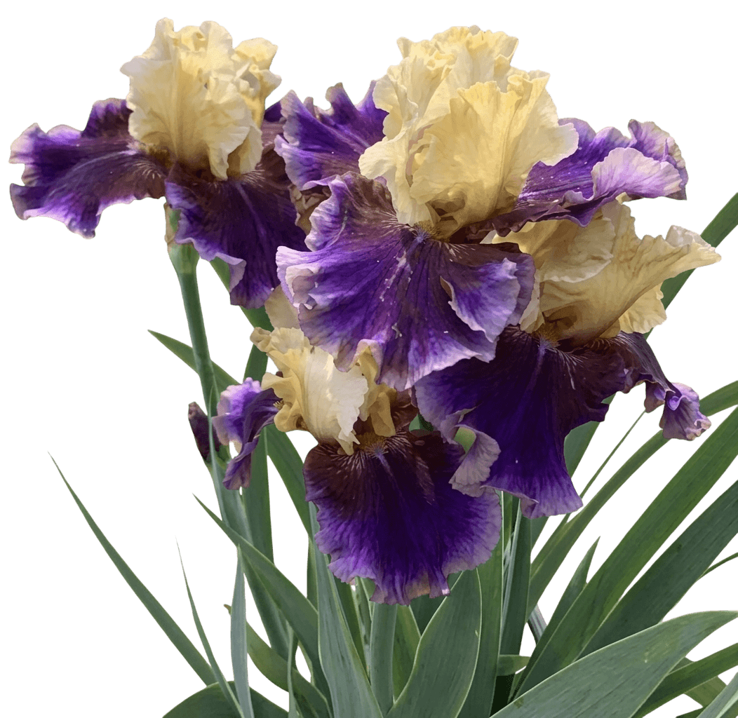 Tall Bearded Iris (Iris G. 'Final Episode') - Perennials
