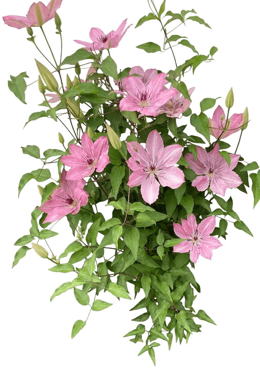 Clematis Hybrid (Clematis Boulevard® Sarah Elizabeth™) - Perennials