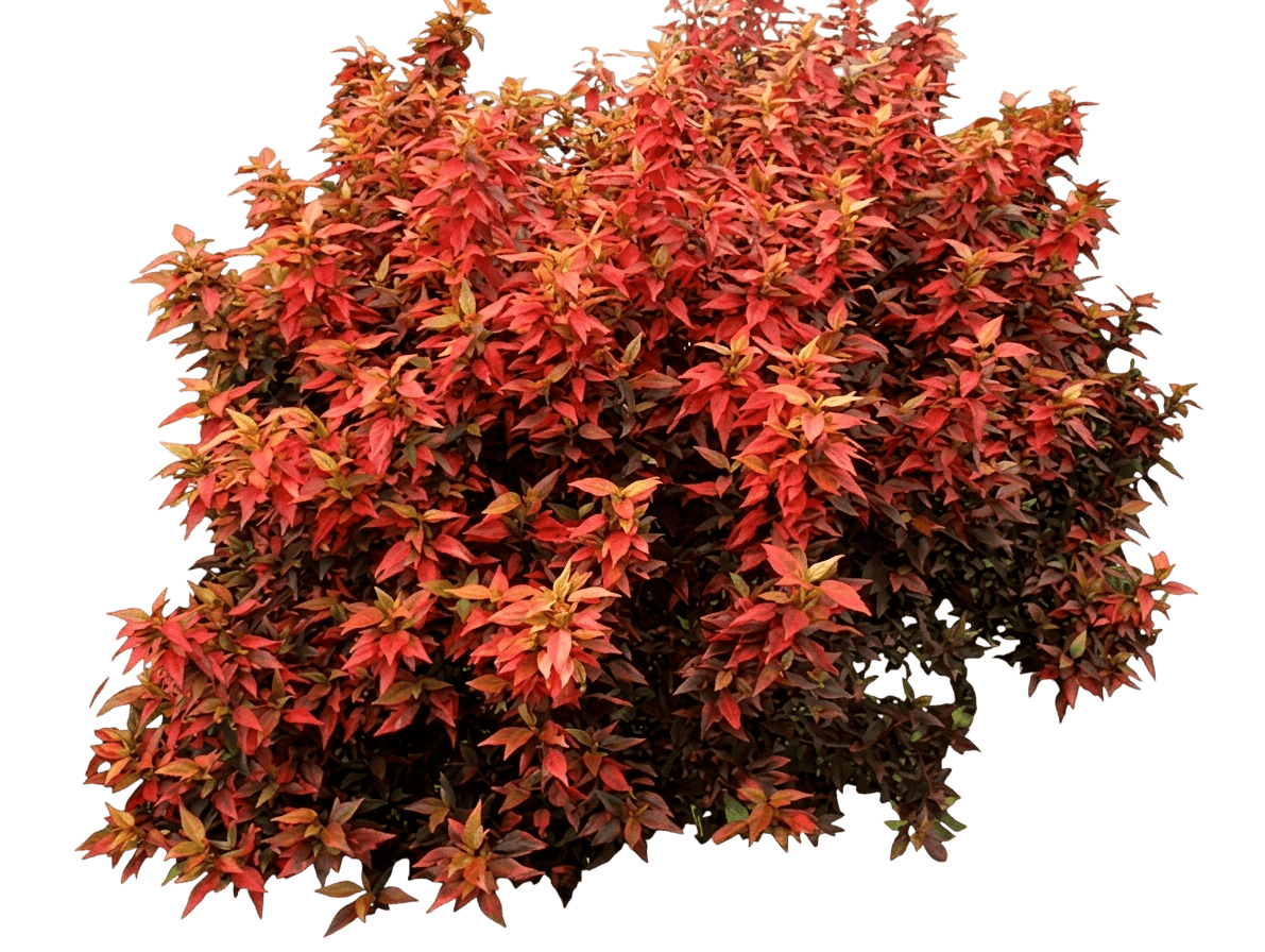 Inferno (Acalypha 'Inferno') - Ground Layers