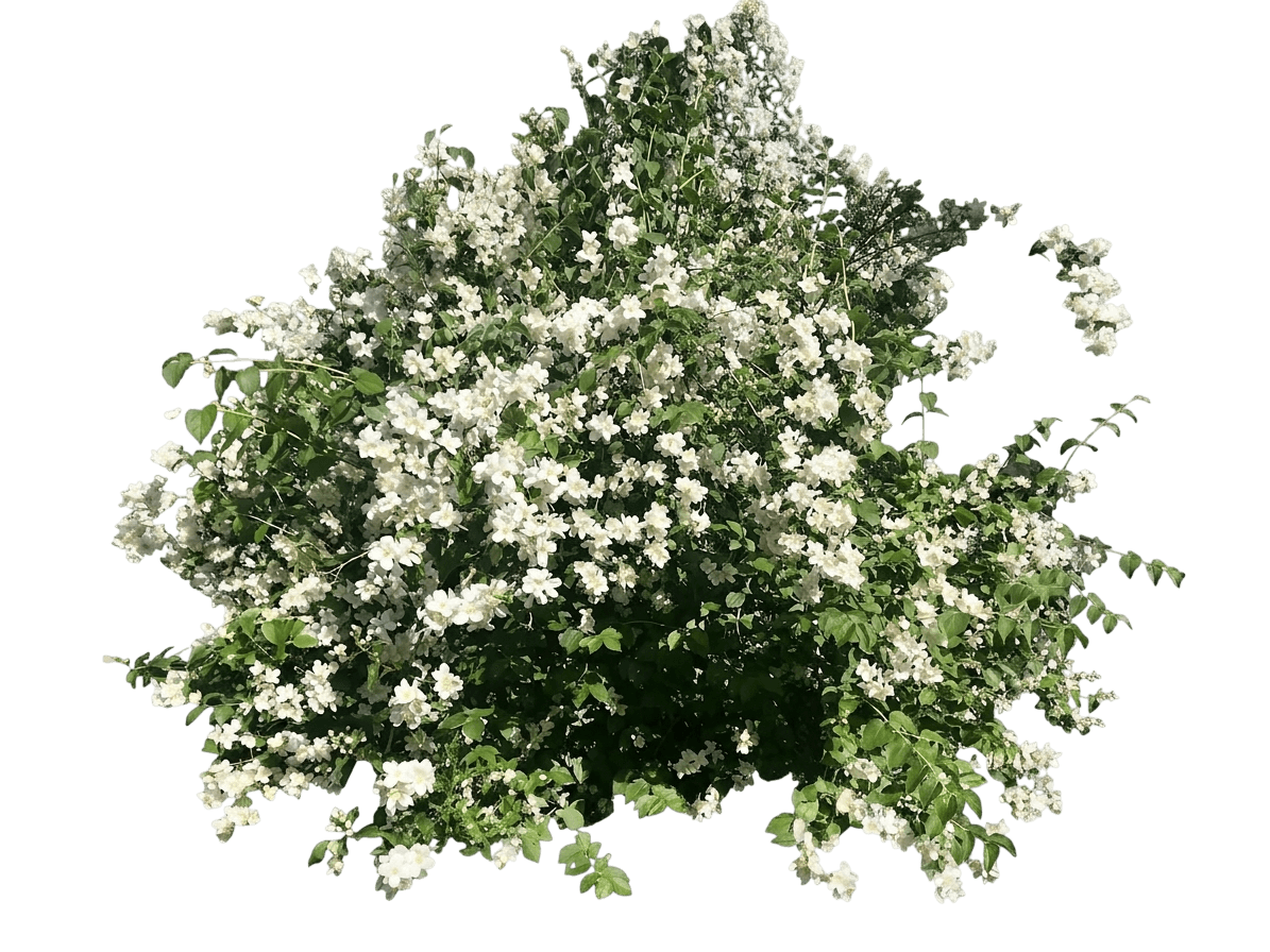 Swan Lake Mock Orange (Philadelphus 'Orstphilx1') - Ground Layers