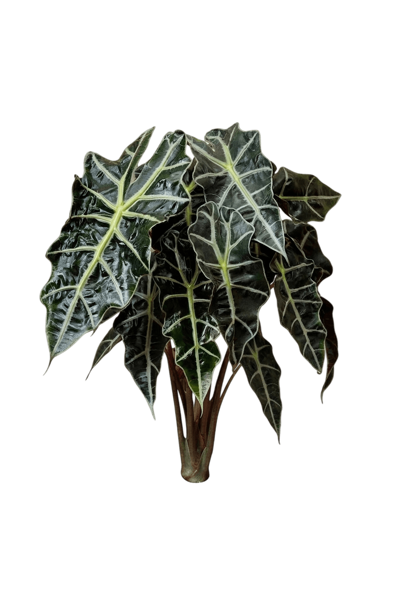 Alocasia Dark Star Elephant Ear (Alocasia Var. Hybrid 'Dark Star') - Perennials