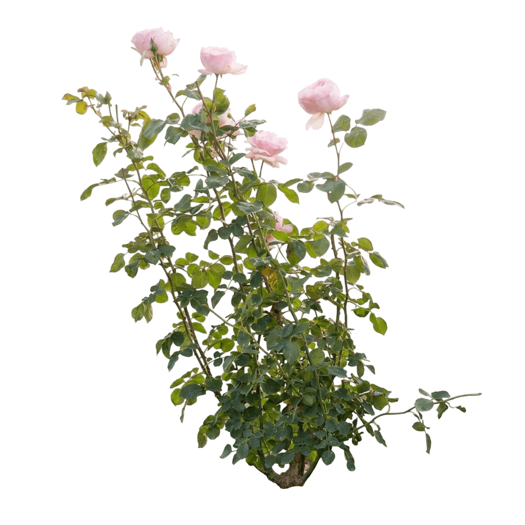 Princesse De Monaco Rose (Rosa 'Meimagarmic') - Ground Layers