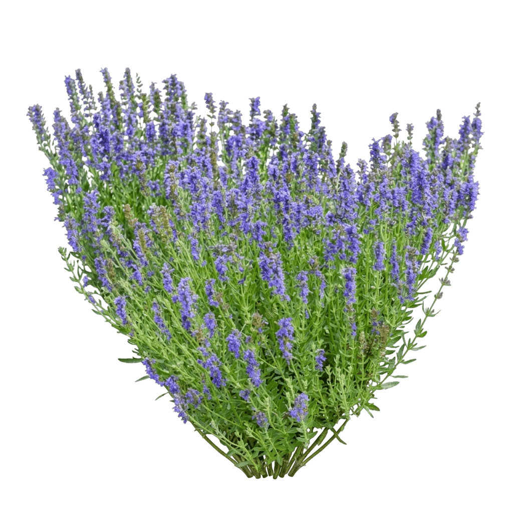 Nectar Ninja Hyssop (Hyssopus Var. Hybrid 'Scentastic Blue') - Perennials